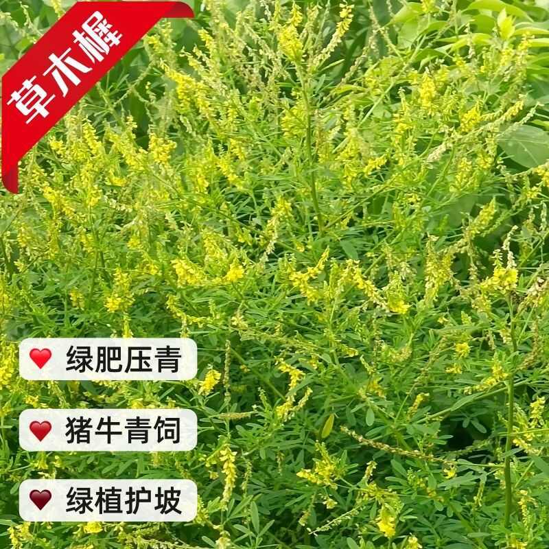 草木樨种子黄花犀籽绿肥牧草坪蜜源植物耐热寒营养高