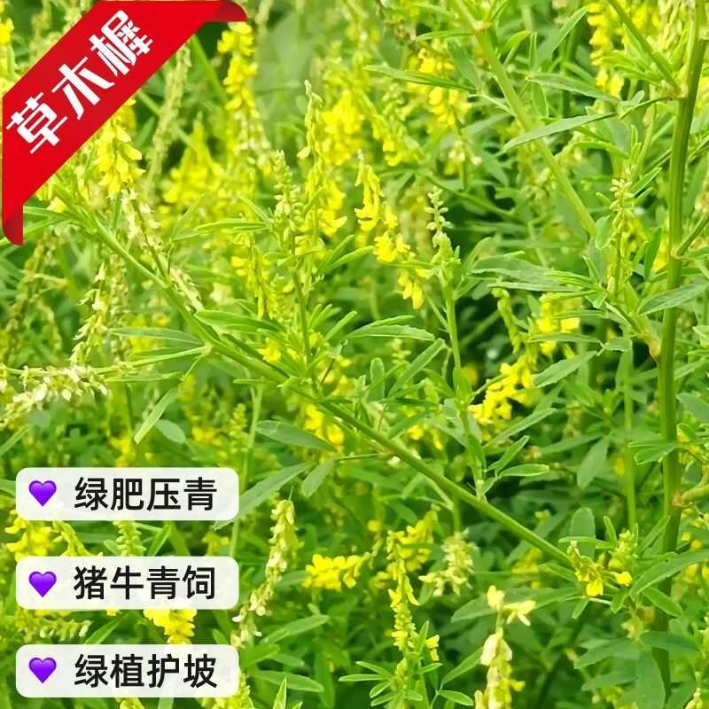 草木樨种子黄花犀籽绿肥牧草坪蜜源植物耐热寒营养高