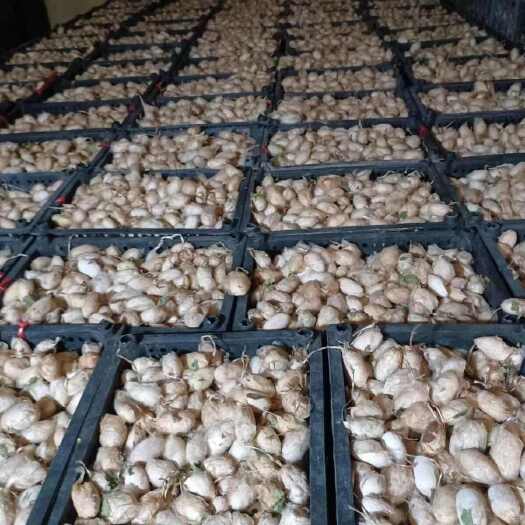 西丰县东北蚕蛹