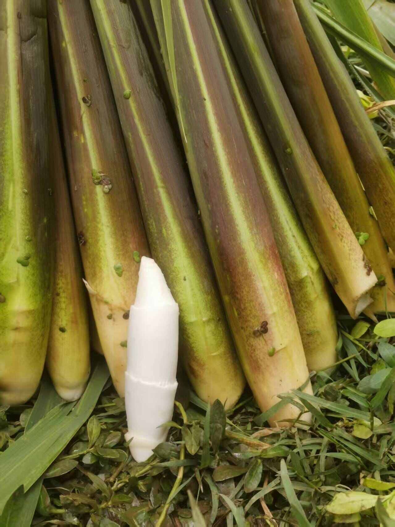 云南双季浙茭老根老茎出售