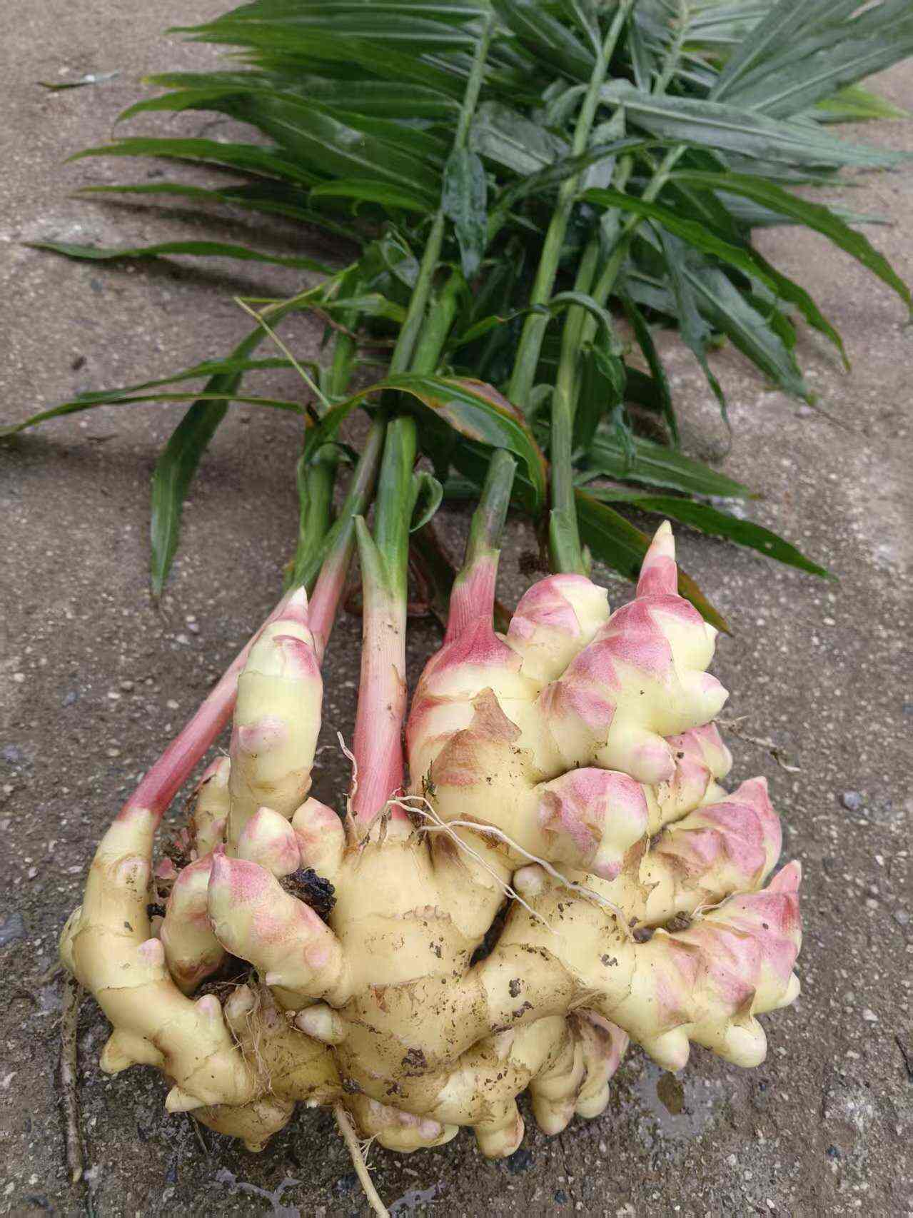 大量供应生姜看中谈价格