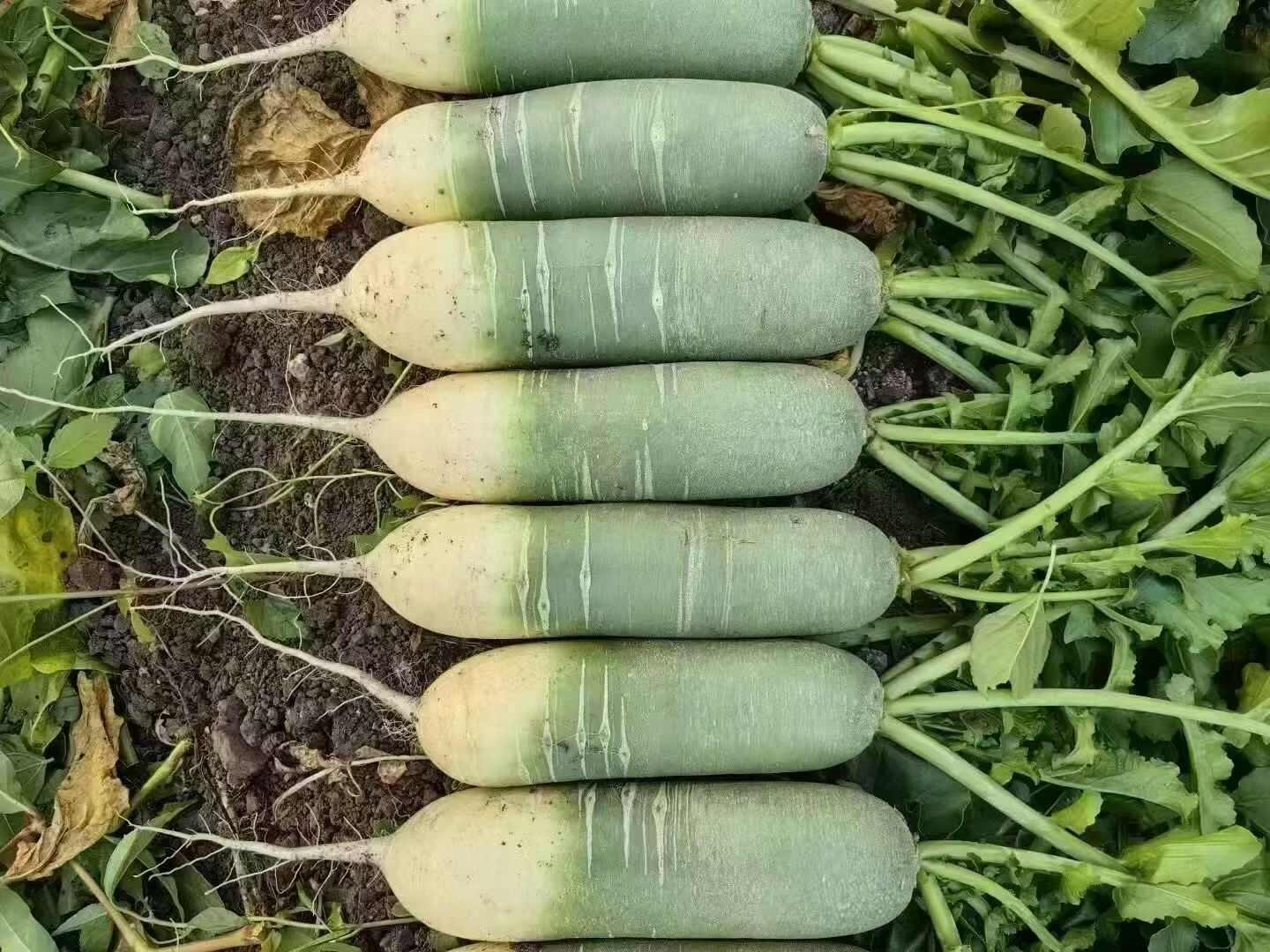 吉林产区水果萝卜绿萝卜大量上市欢迎客商采购视频验货保质保