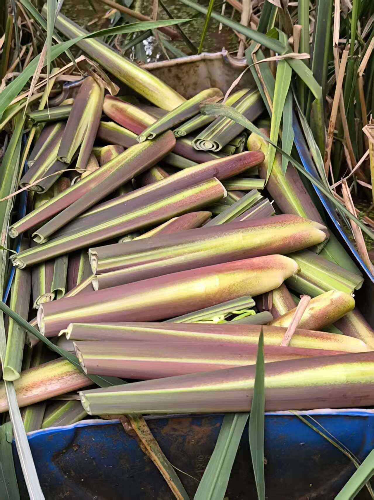 云南双季浙茭老根老茎出售