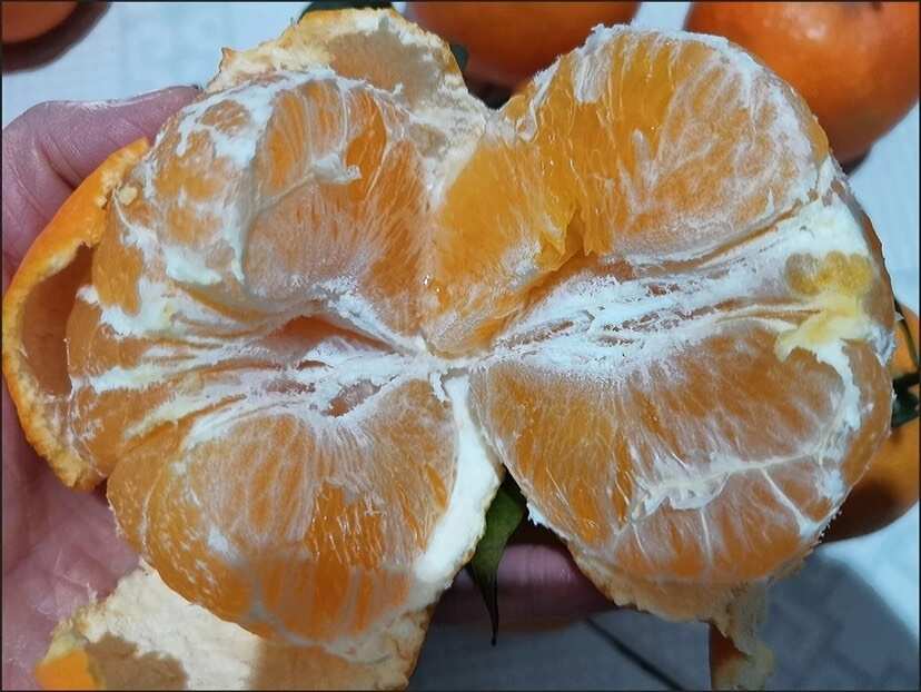 一件代发！四川爱媛38号果冻橙新鲜橙子水果当季应季整箱包邮