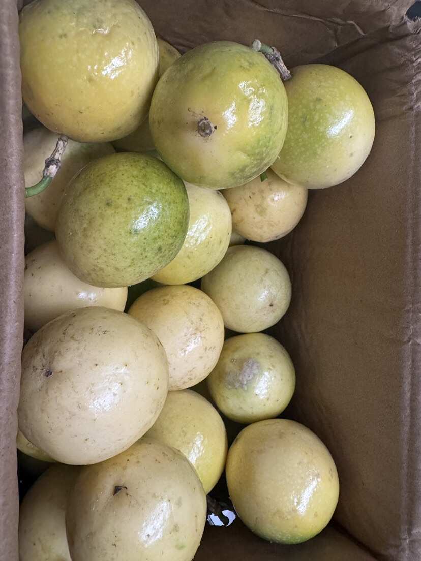 ￼ 可一件代发！广西海南钦蜜9号黄金百香果