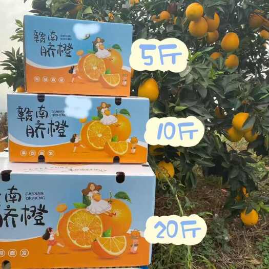 瑞金市江西瑞金脐橙 新鲜柑橘类水果产地直发