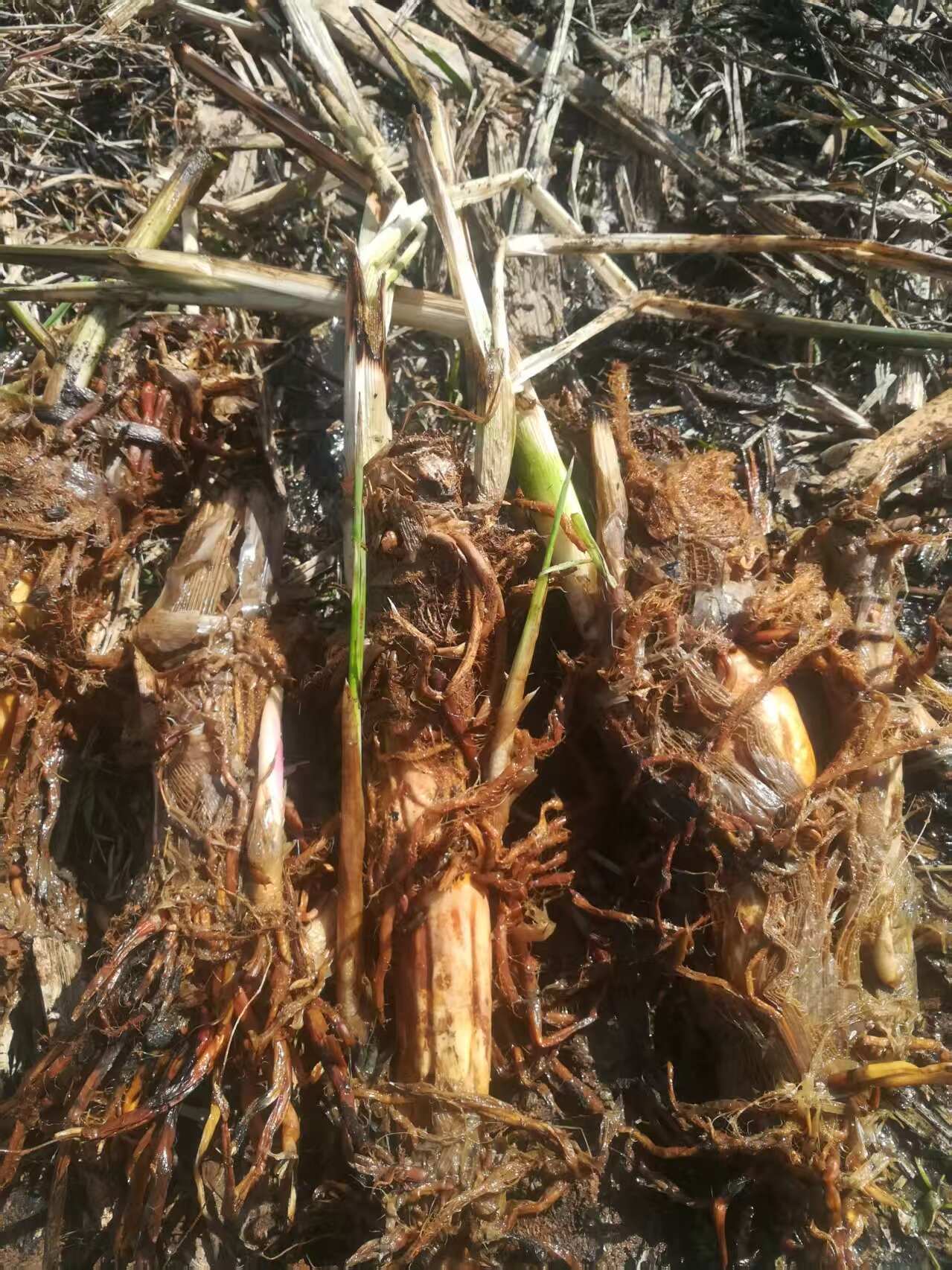 云南双季浙茭老根老茎出售