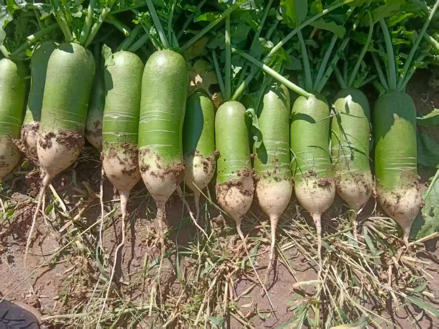 吉林产区水果萝卜绿萝卜大量上市欢迎客商采购视频验货保质保