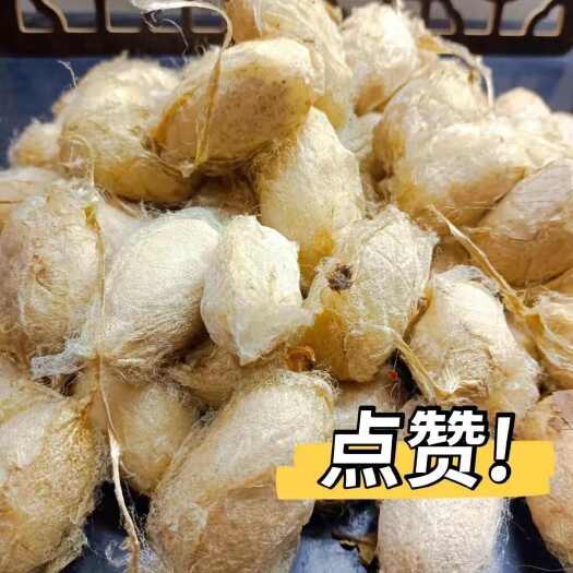 西丰县辽宁西丰县优质蚕蛹供应