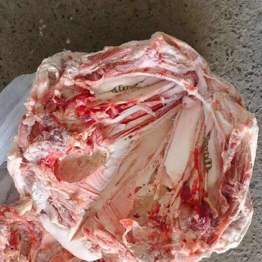 郑州肥猪无耳头 8-10