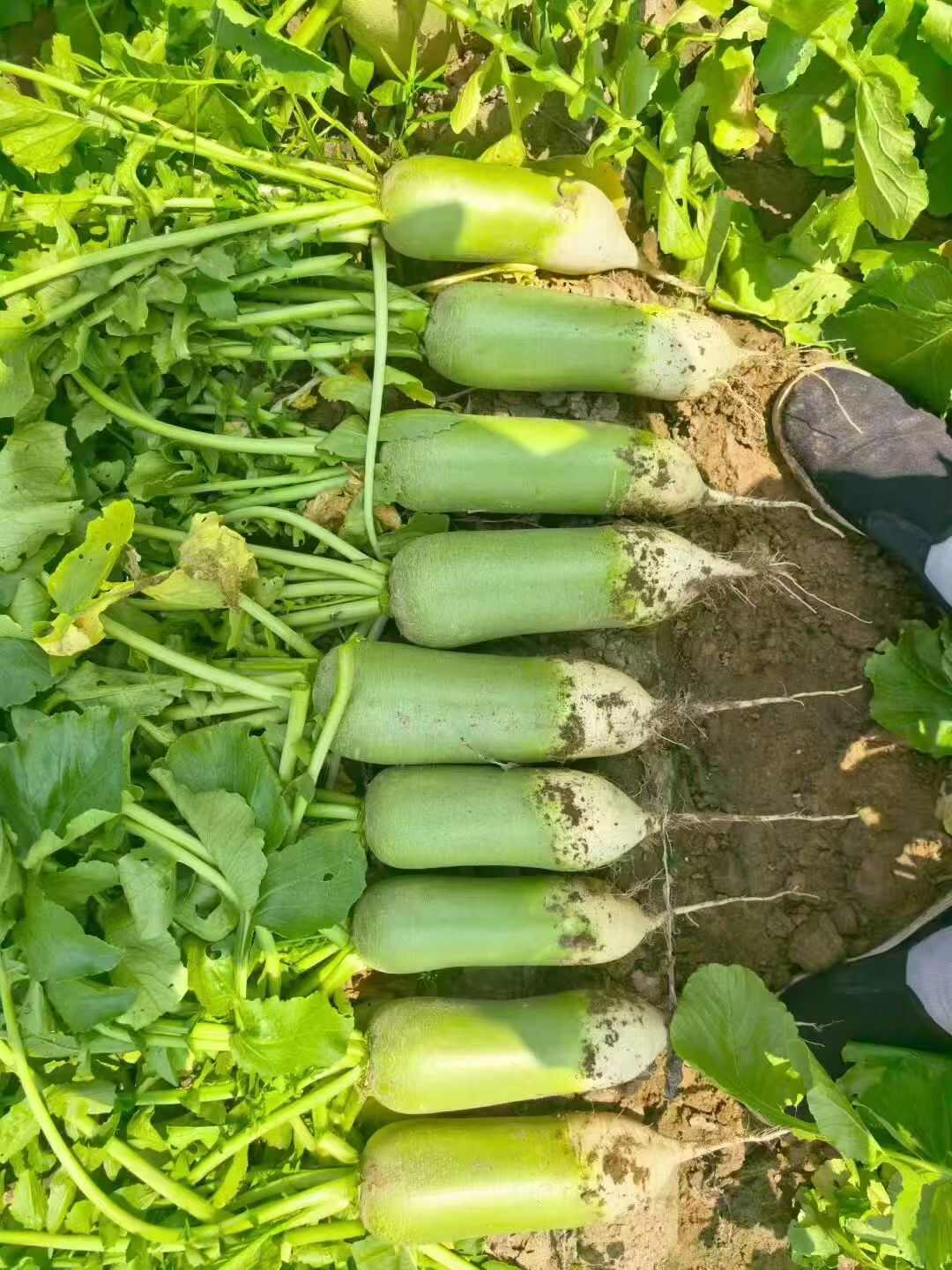 吉林产区水果萝卜绿萝卜大量上市欢迎客商采购视频验货保质保