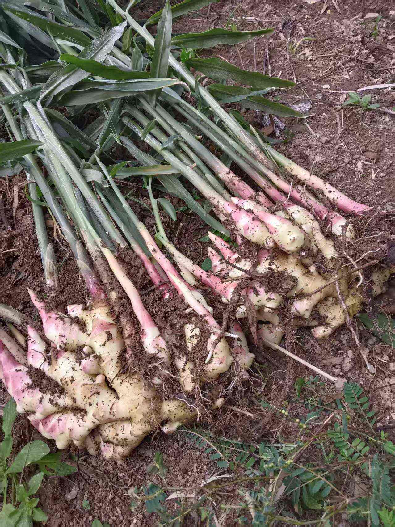 大量供应生姜看中谈价格