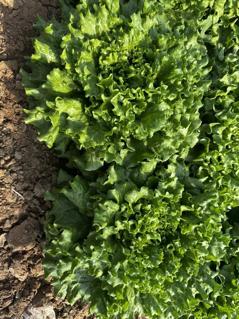 巴比奇杂交生菜种子 耐热耐雨水厚叶片蔬菜基地专用科优种业