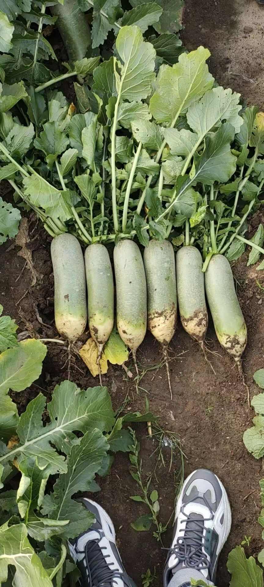 吉林产区水果萝卜绿萝卜大量上市欢迎客商采购视频验货保质保