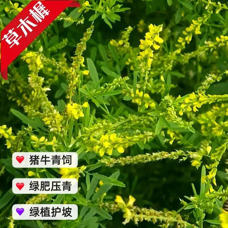 草木樨种子黄花犀籽绿肥牧草坪蜜源植物耐热寒营养高