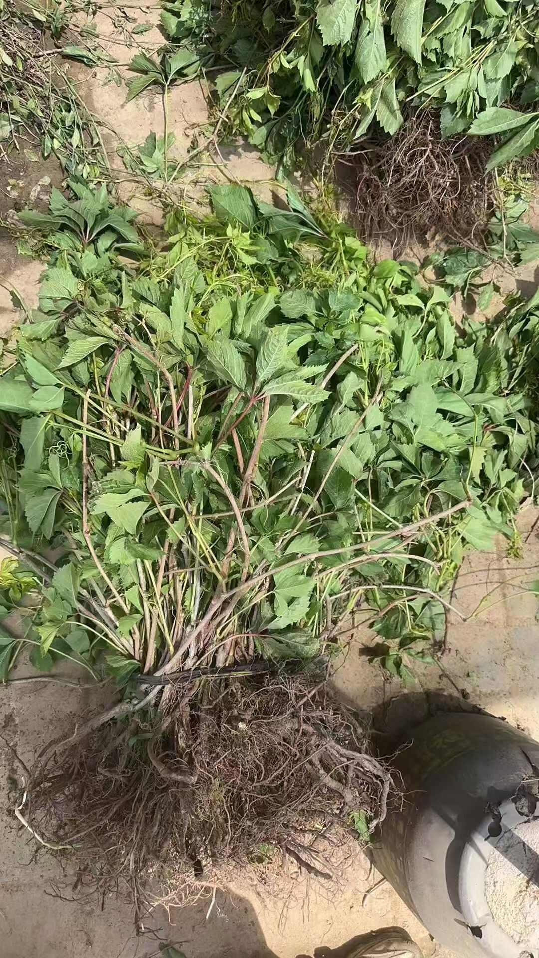 爬山虎大苗快速爬藤植物长藤四季易活室外庭院爬墙虎耐寒