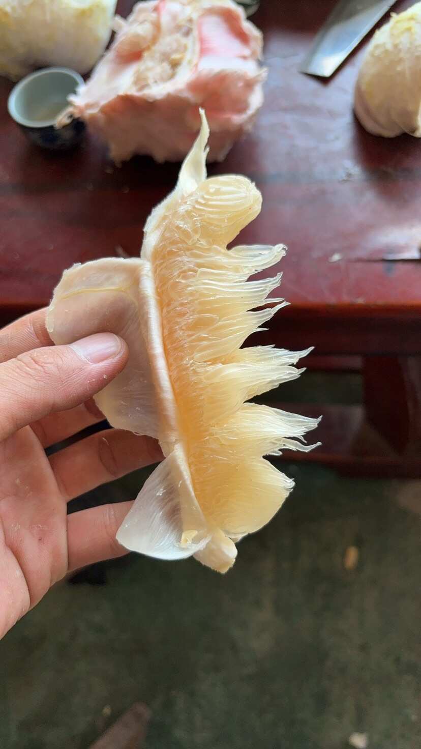 梅州沙田柚 包装好包上车上车价一手货源  产地直供