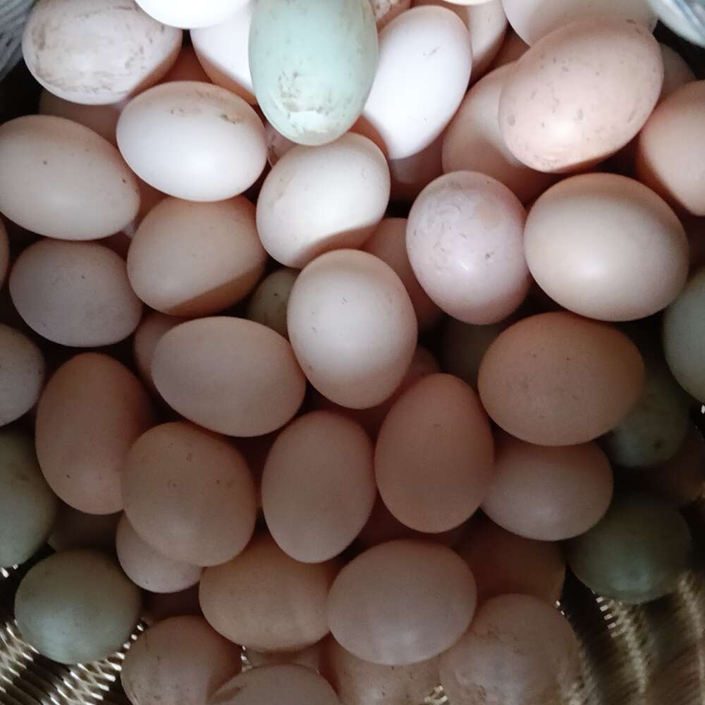 卢氏县散养自然生长土鸡蛋