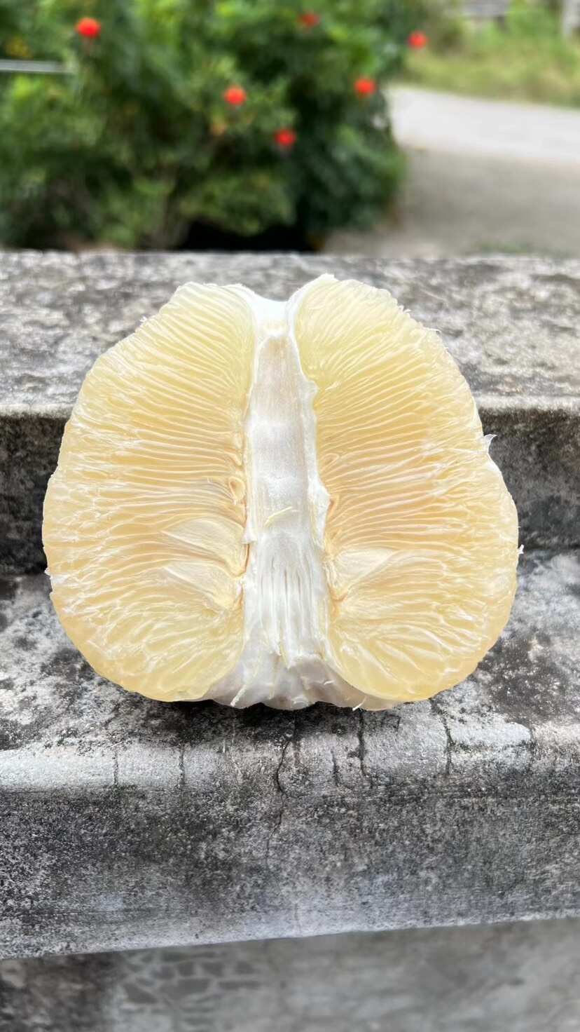 梅州沙田柚 包装好包上车上车价一手货源  产地直供