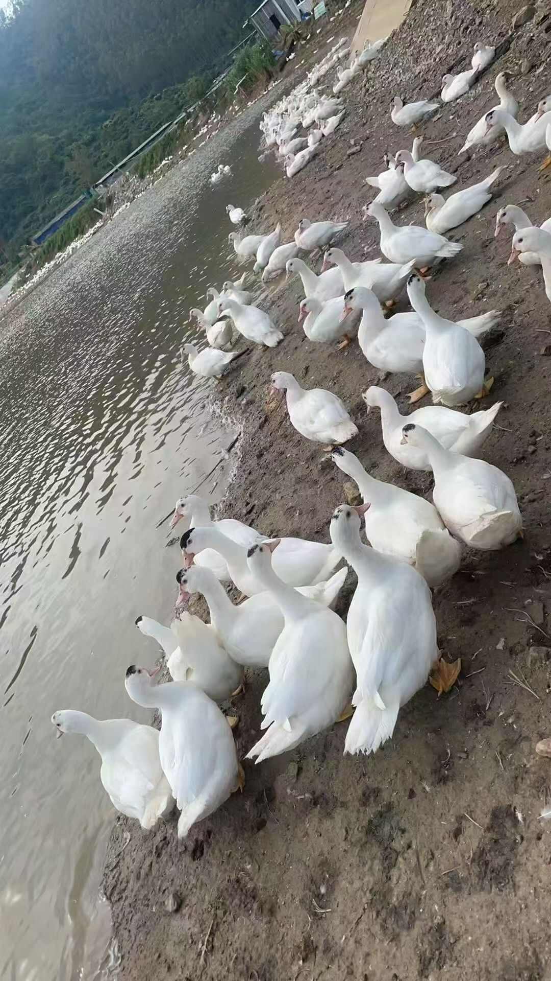 散养，下水番鸭