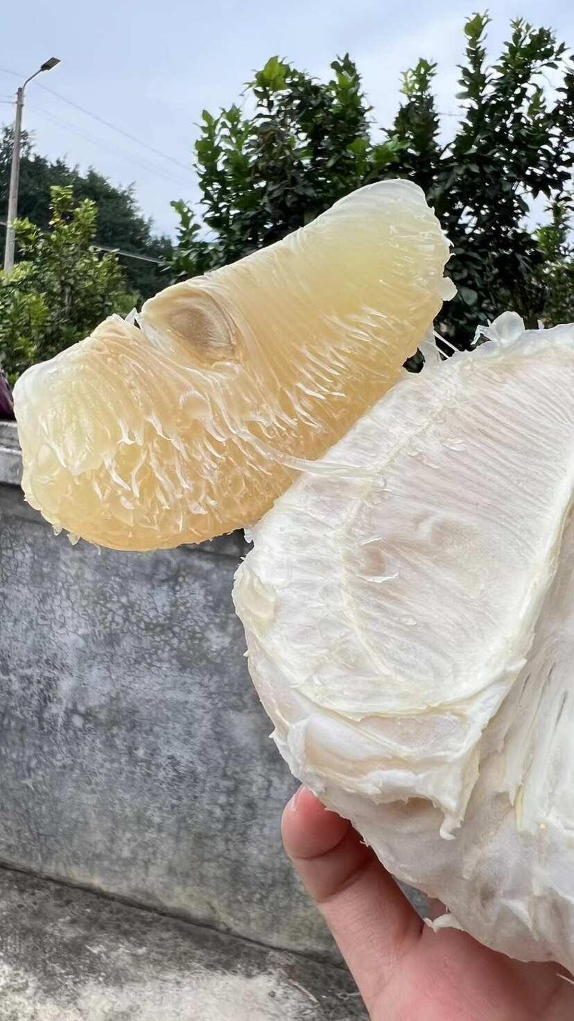 梅州沙田柚 包装好包上车上车价一手货源  产地直供