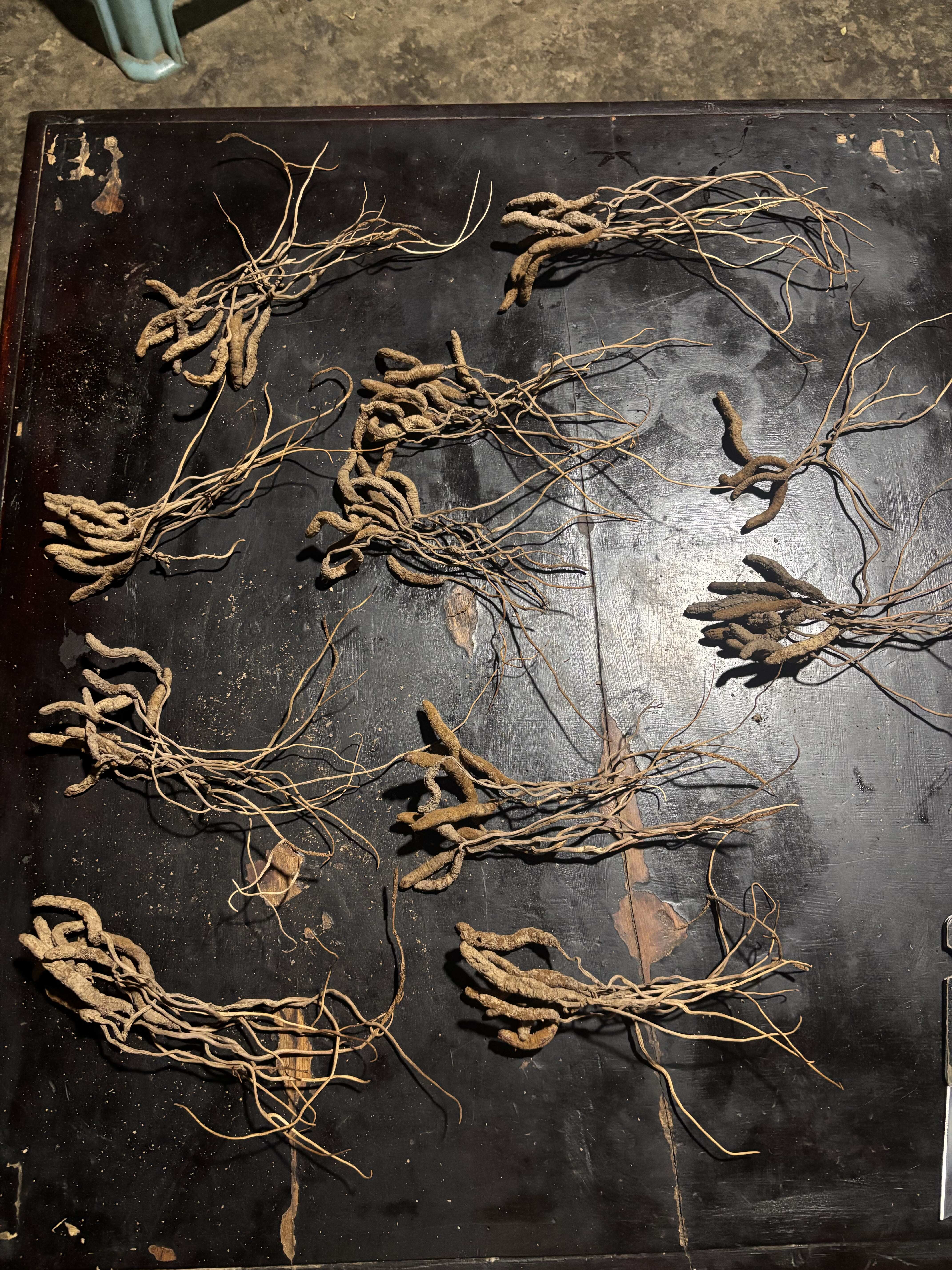 云南昭通大关县产冬虫夏草中药材