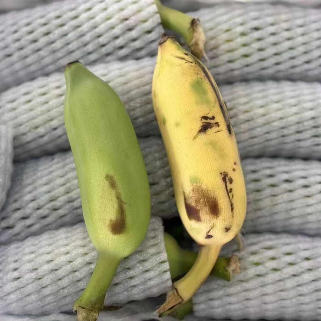 【海南芭蕉】海南五指山野生海南野生芭蕉新鲜直采