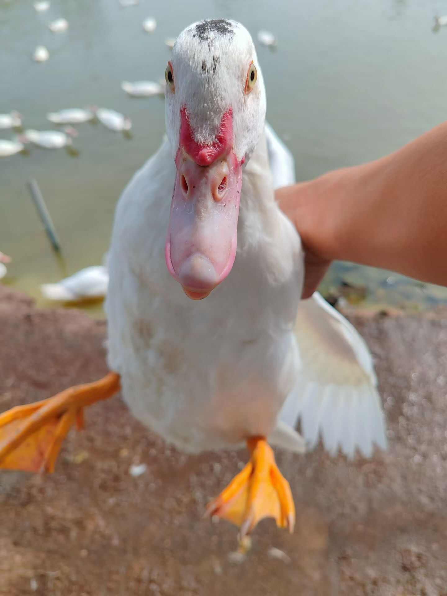 散养，下水番鸭