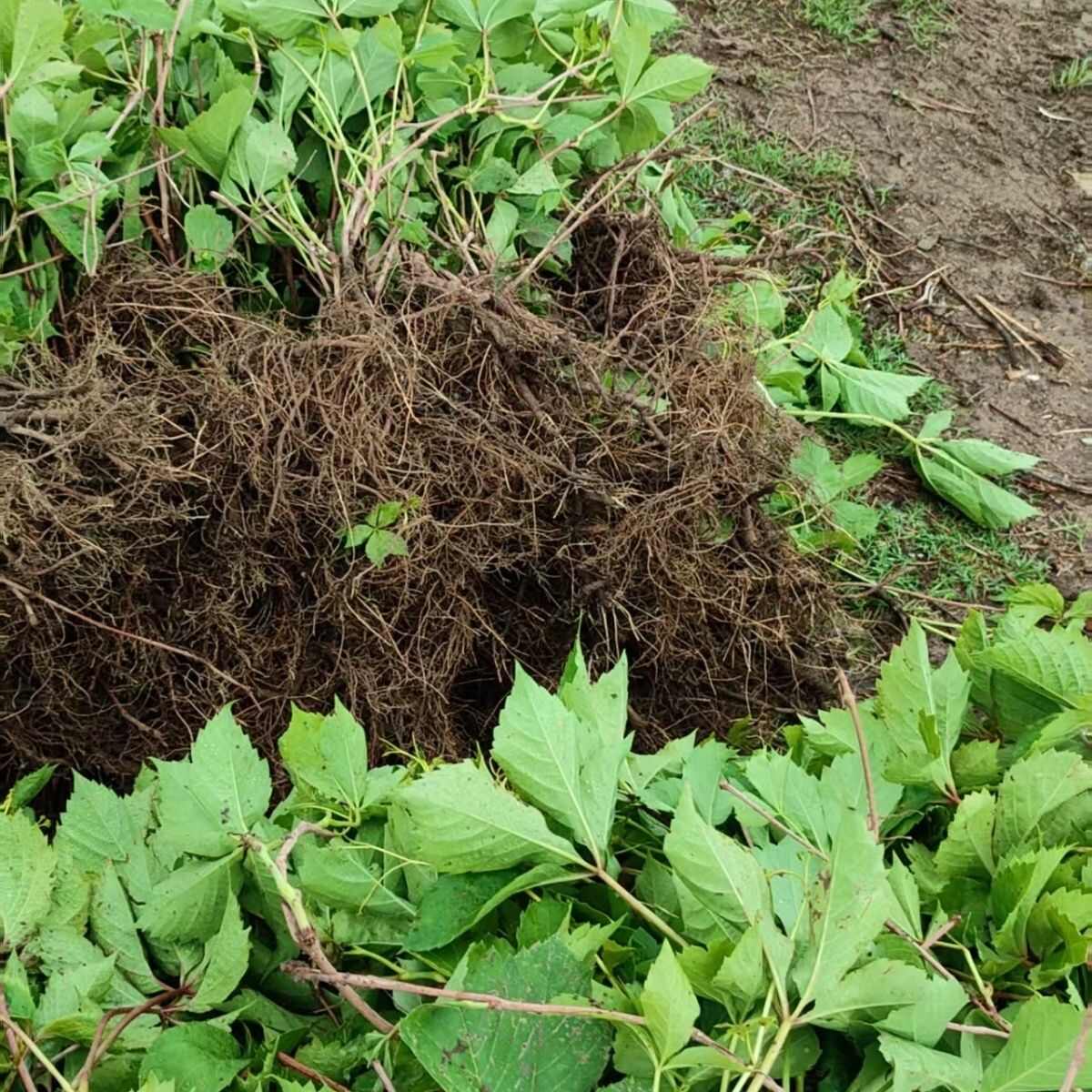 爬山虎大苗快速爬藤植物长藤四季易活室外庭院爬墙虎耐寒