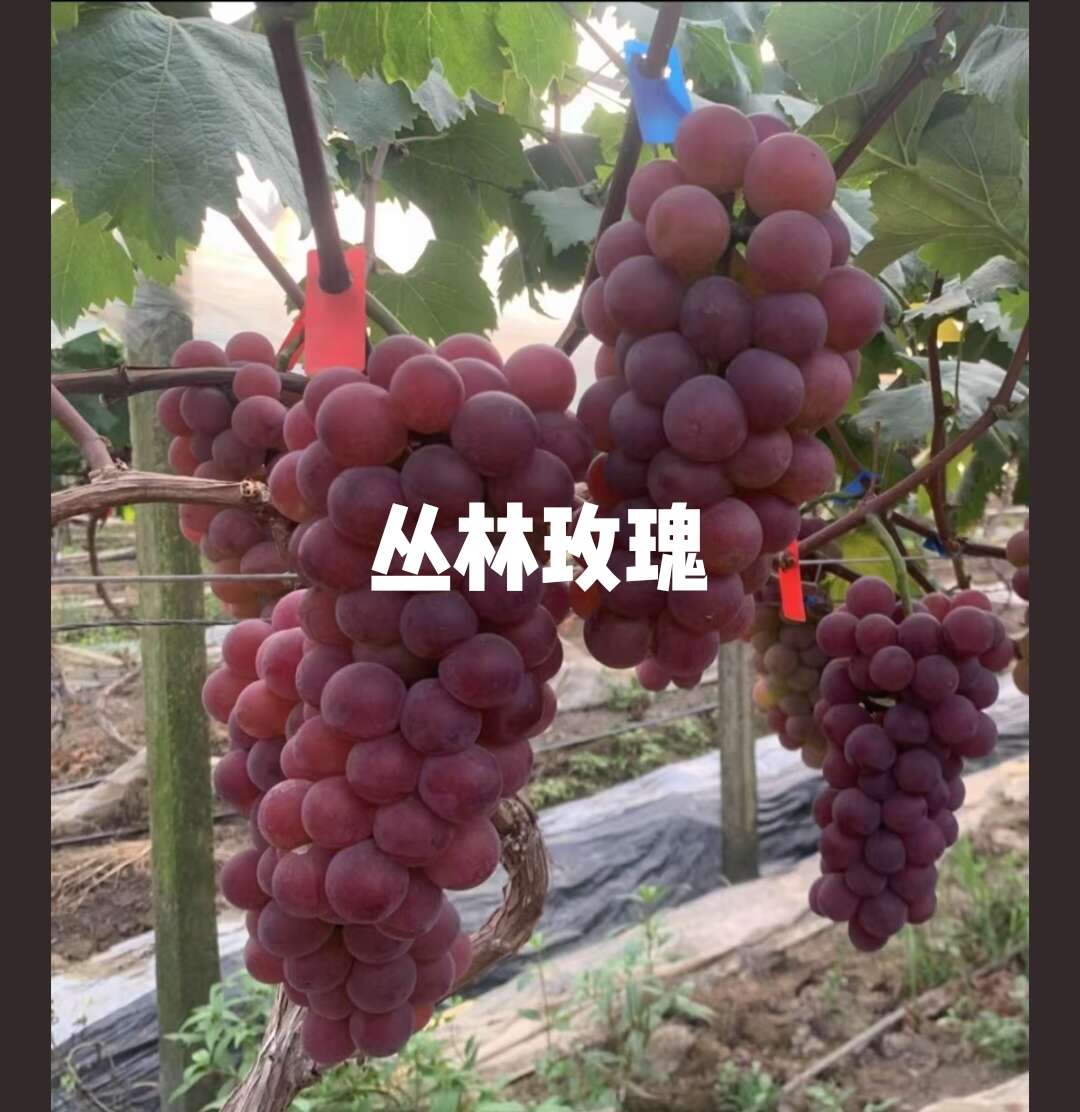 丛林玫瑰葡萄苗，保纯度质量，基地直发，顺丰快递包邮，假一赔十