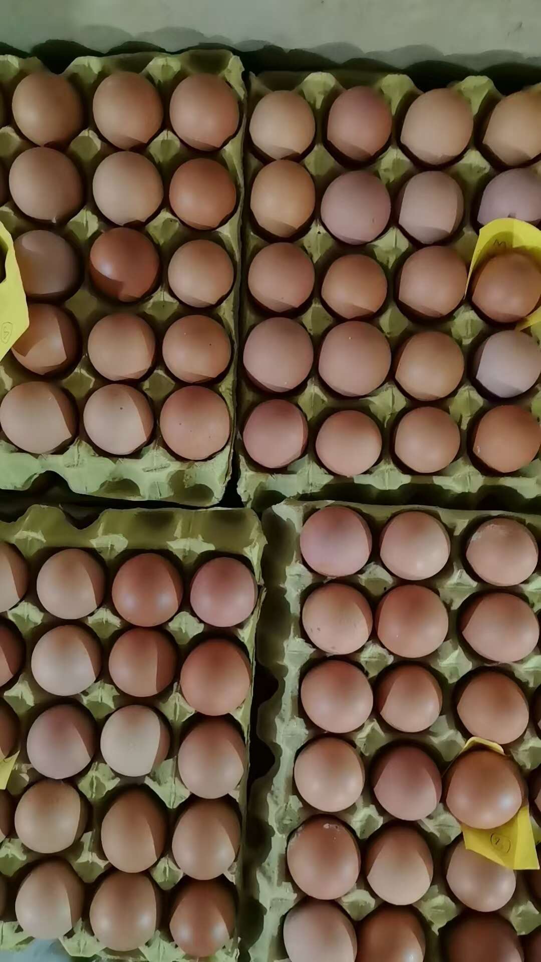 红壳蛋 新鲜，无粪蛋