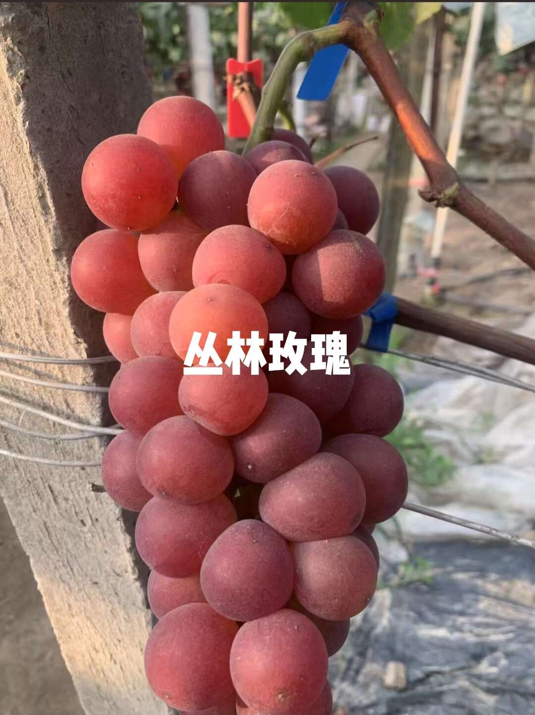 丛林玫瑰葡萄苗，保纯度质量，基地直发，顺丰快递包邮，假一赔十