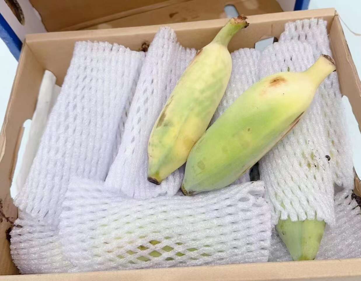 【海南芭蕉】海南五指山野生海南野生芭蕉新鲜直采