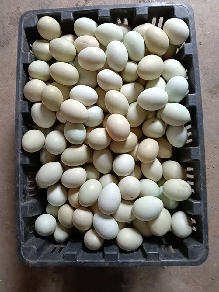 卢氏县散养自然生长绿壳土鸡蛋