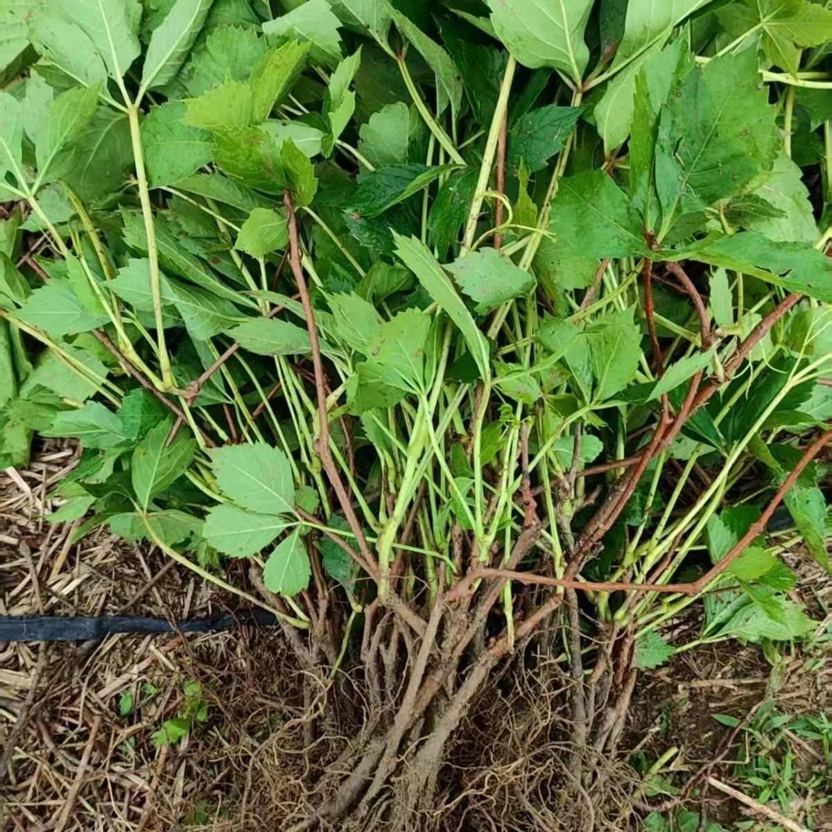 爬山虎大苗快速爬藤植物长藤四季易活室外庭院爬墙虎耐寒