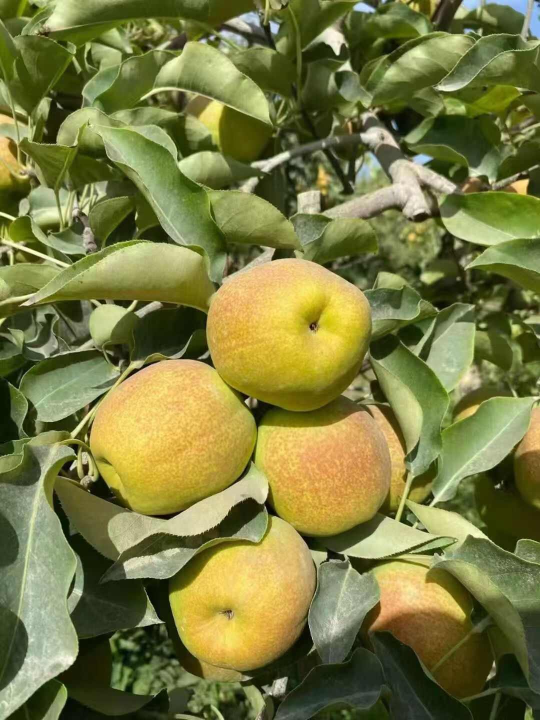 新疆库尔勒香梨，皮薄肉厚