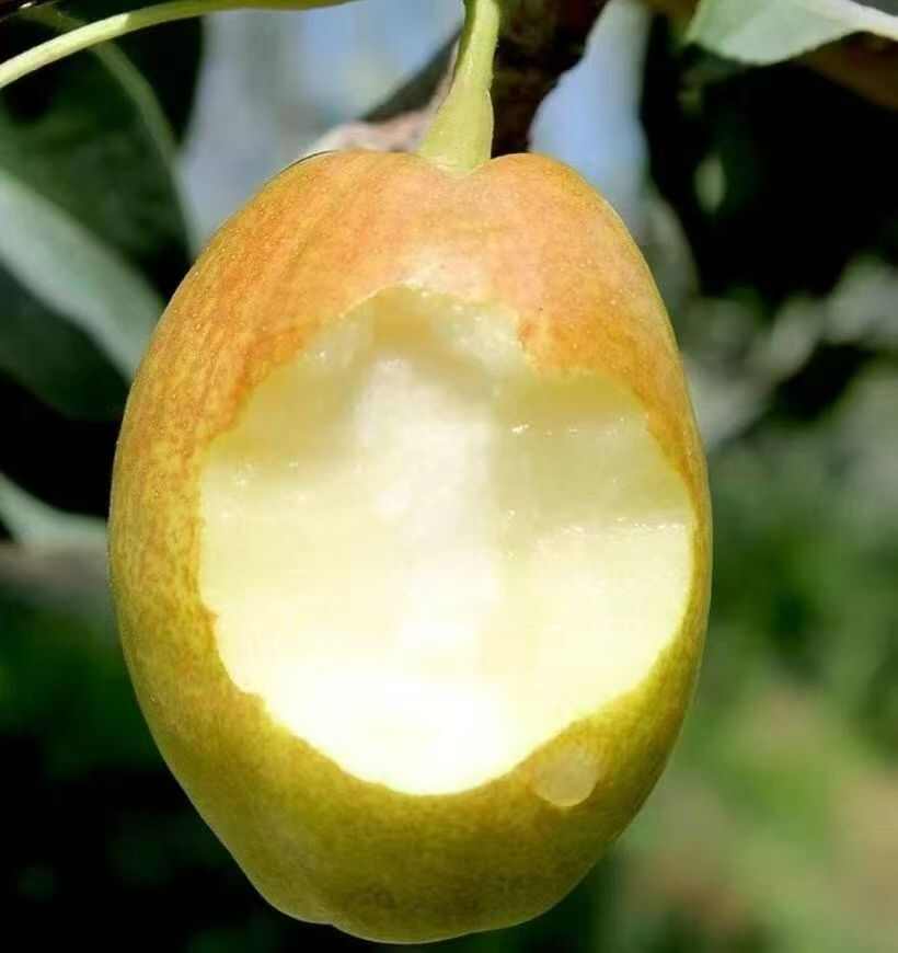 新疆库尔勒香梨，皮薄肉厚