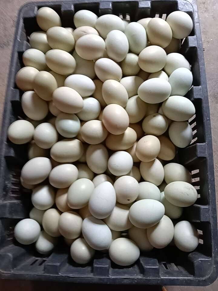 卢氏县散养自然生长绿壳土鸡蛋