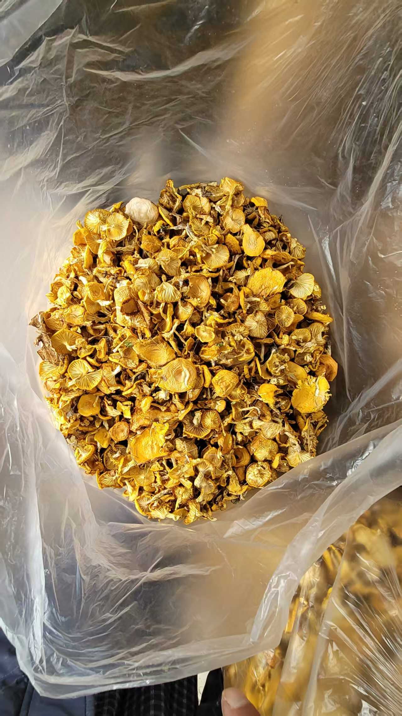 坝上野生黄油蘑