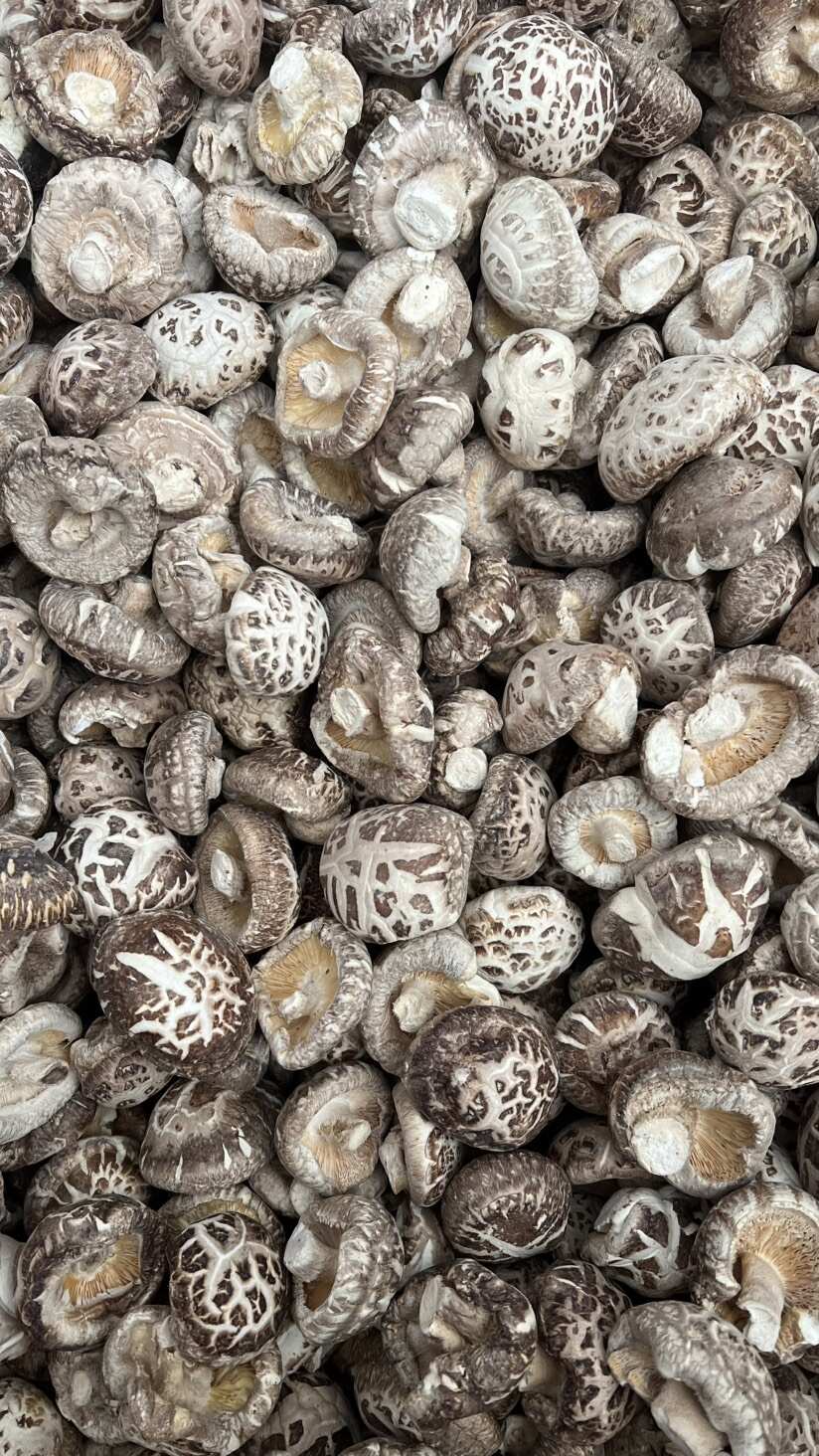 麻花菇 各种规格 人工筛选 产地直发