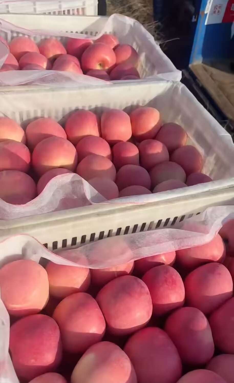 山东蒙阴红富士苹果