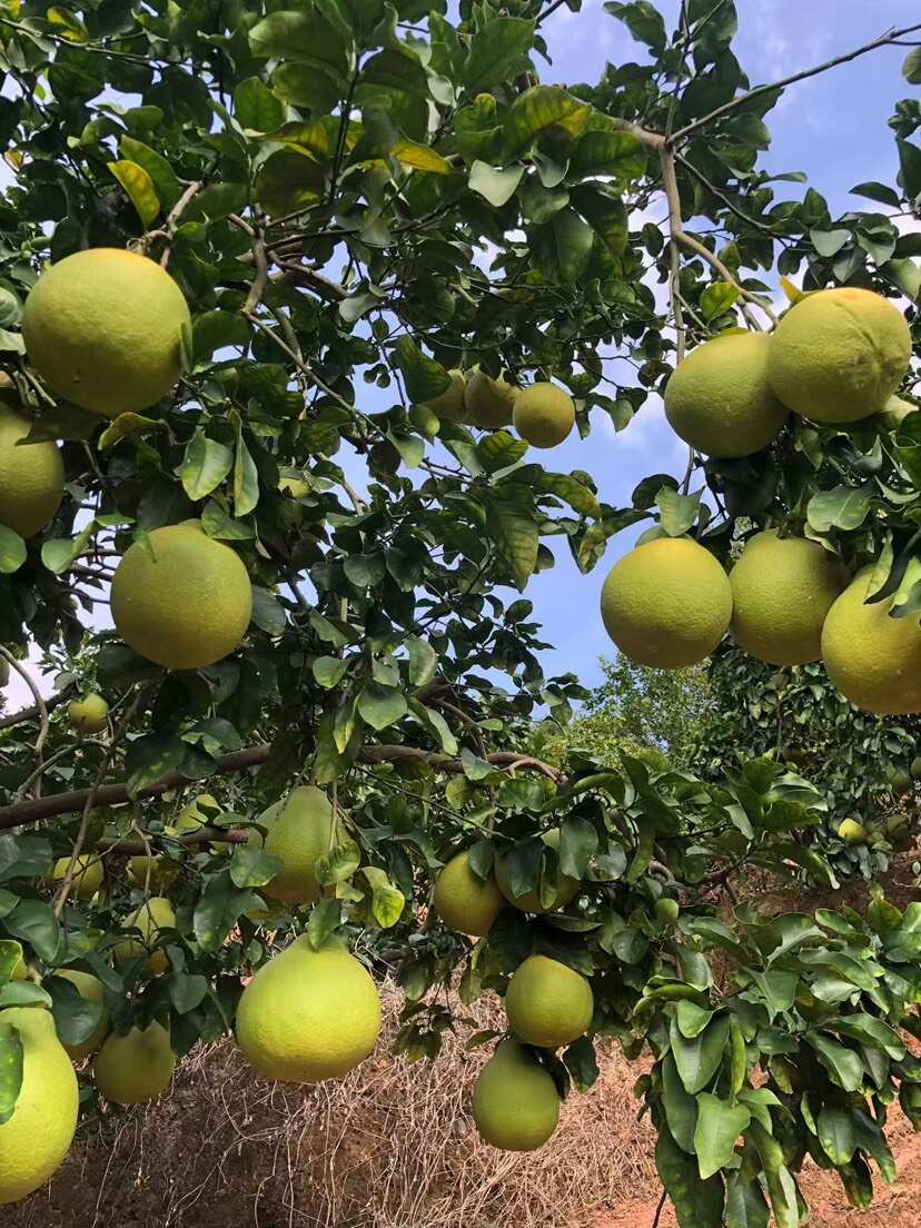 梅州沙田柚 包装好包上车上车价一手货源  产地直供