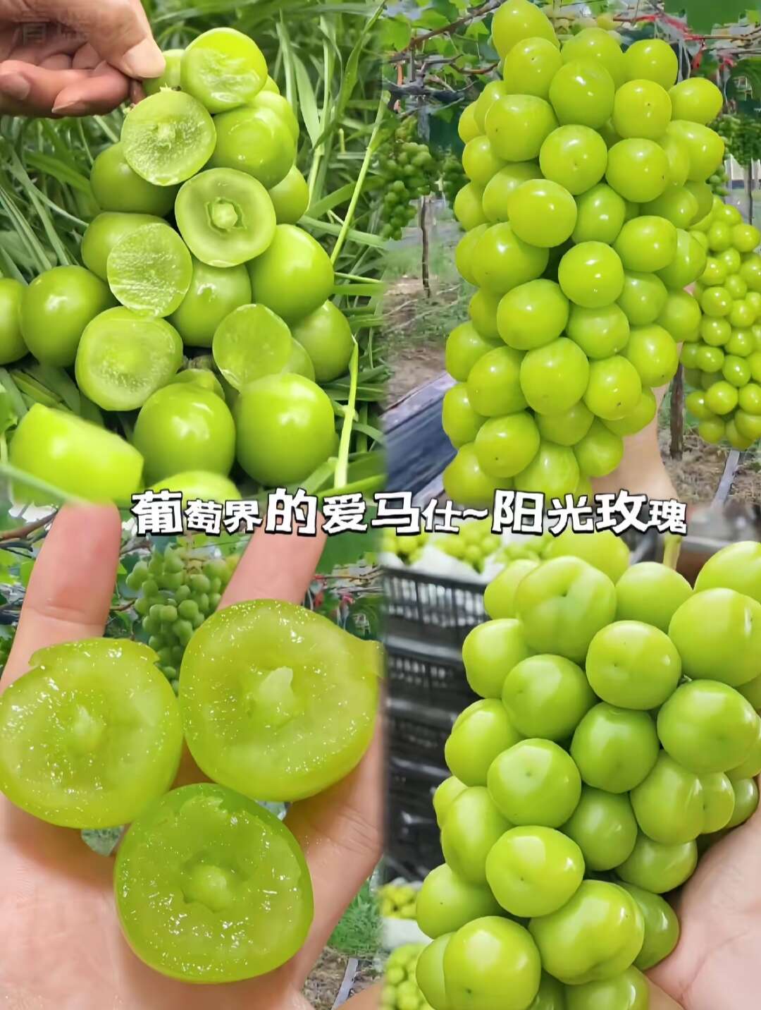 阳光玫瑰葡萄，保纯度质量，基地直发，顺丰快递包邮，假一赔十