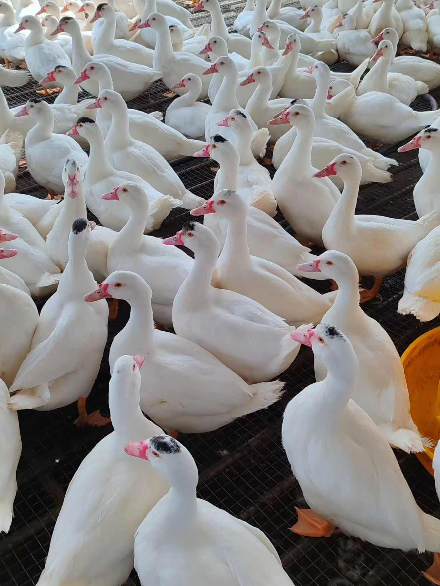 散养，下水番鸭