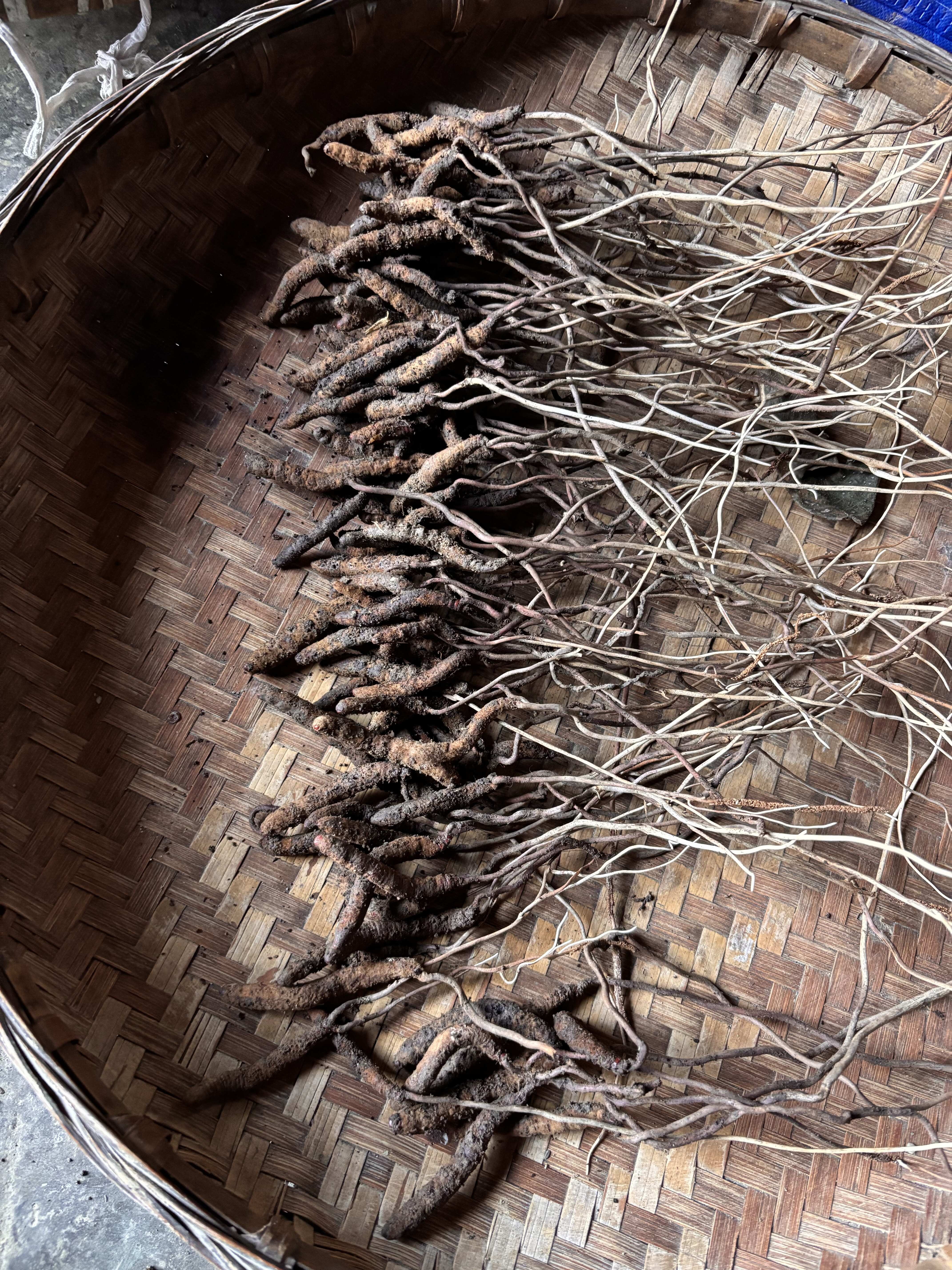 云南昭通大关县产冬虫夏草中药材