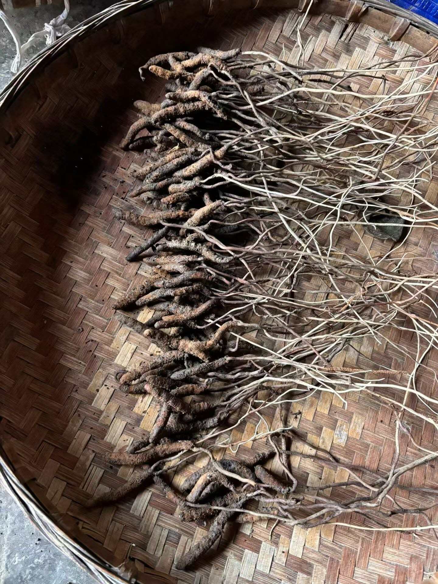 云南昭通大关县产冬虫夏草中药材