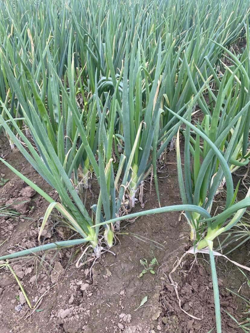 大葱批发零售，大概二万多斤，一斤3毛