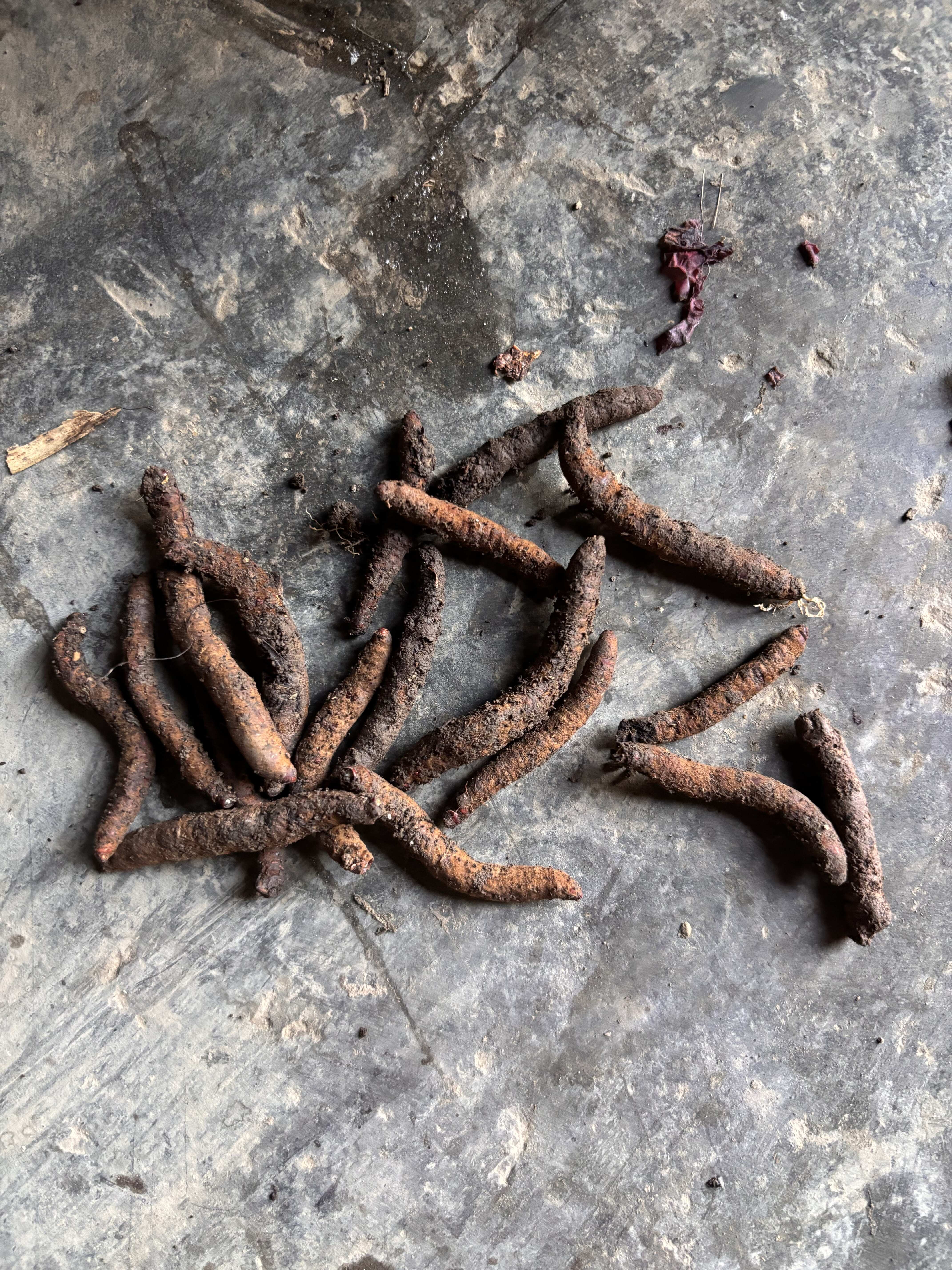 云南昭通大关县产冬虫夏草中药材