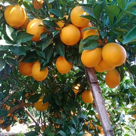 赣州赣南脐橙核心产区，老树鲜果果农直发不打蜡不催熟树上熟的甜蜜