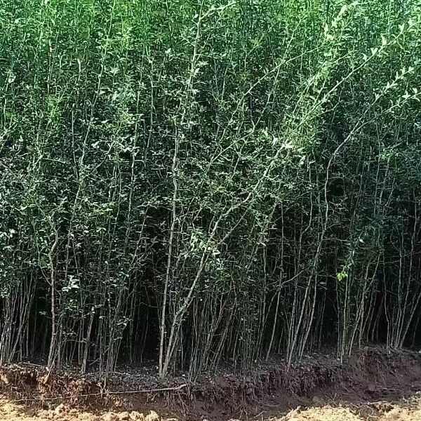 新枸橘种子  雀不占树带刺植物树种子